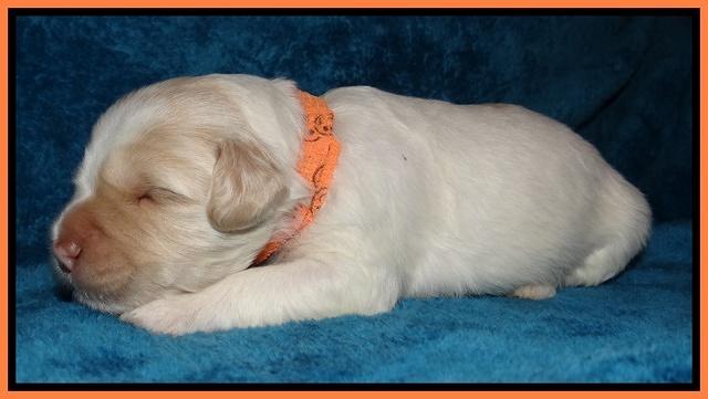 Jolie Marco Tecas pups 2 wks old 371