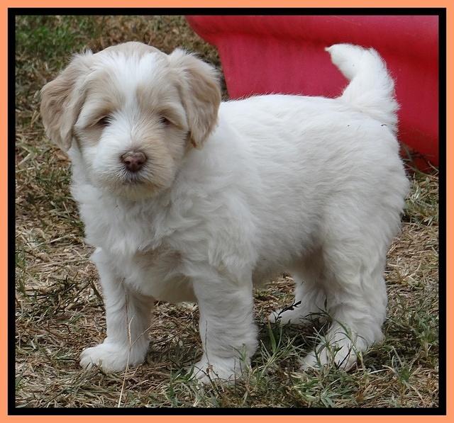 Jolie Marco Texas 6 wks old 481