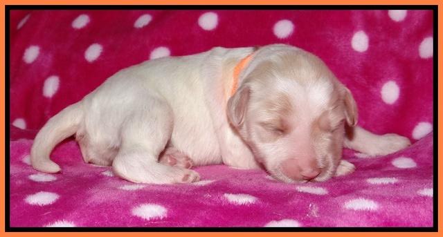Jolie Texas Marco pups 1 wk old 291