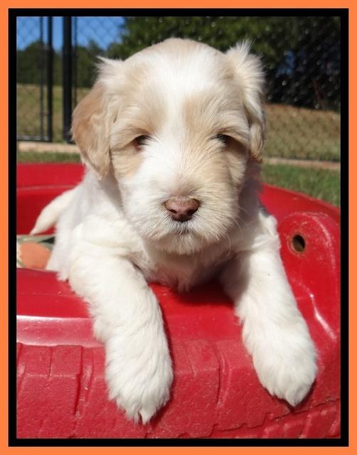 Jolie Texas Marco pups 5 wks old 451