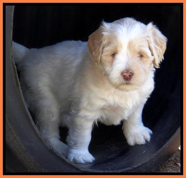 Jolie Texas Marco pups 5 wks old 471