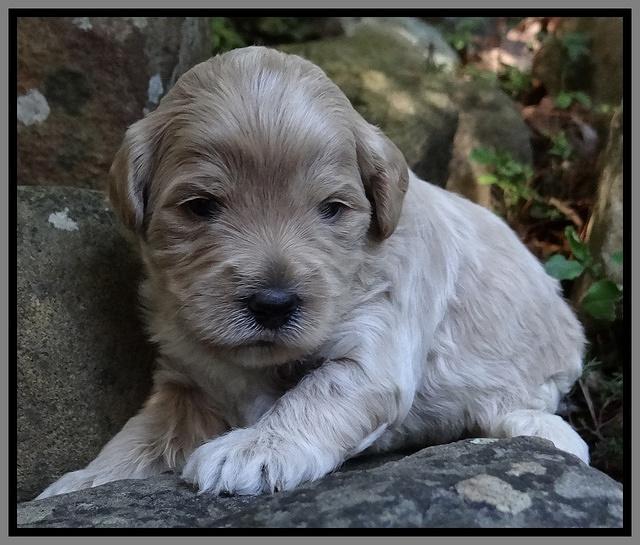 Jolie Marco TExas pups 3 wks old 341