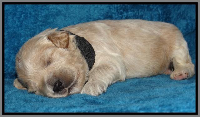 Jolie Marco Tecas pups 2 wks old 351
