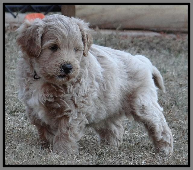 Jolie Marco Texas 6 wks old 431