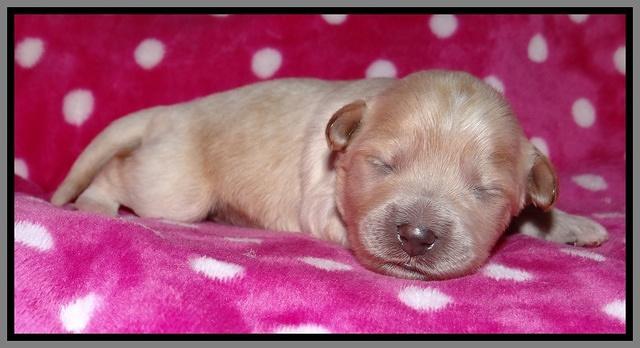 Jolie Texas Marco pups 1 wk old 28100