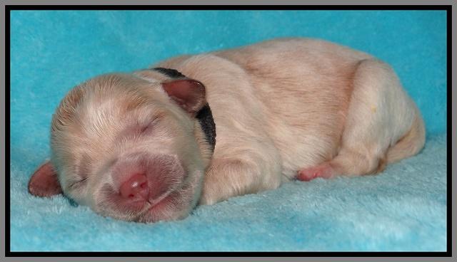 Jollie Marco TExas newborn pups 201