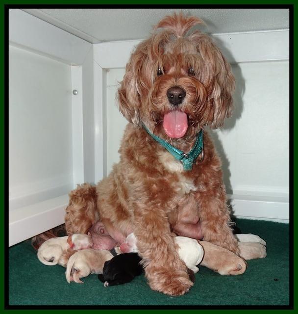 Joe Marco Tex pups newborn group 11