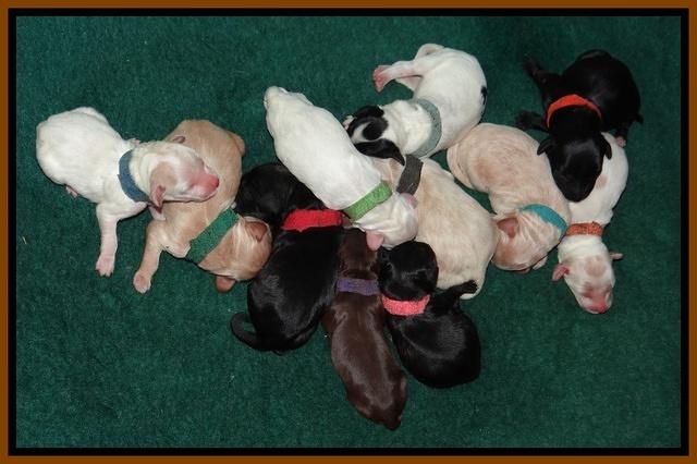 Joe Marco Tex pups newborn group 31