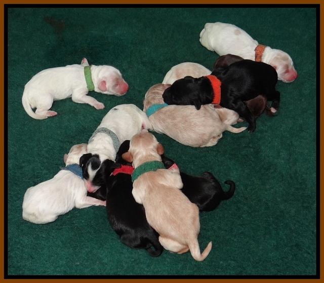 Joe Marco Tex pups newborn group 41