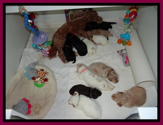 Jolie Texas Marco group pups 4 wks old 451