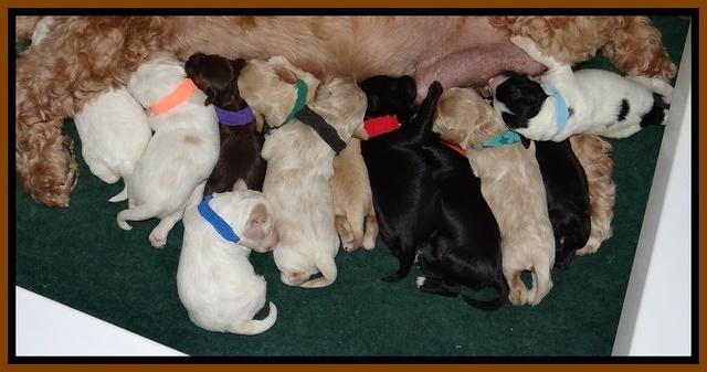 Jolie Texas Marco pups 1 wk old 41