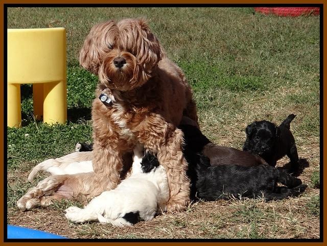 Jolie Texas Marco pups 5 wks old 491