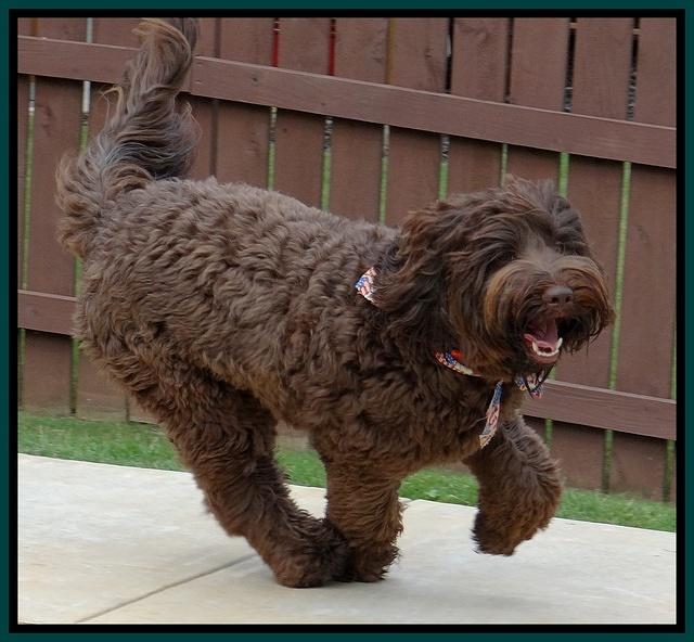 Deacon Aug 1 2014 31