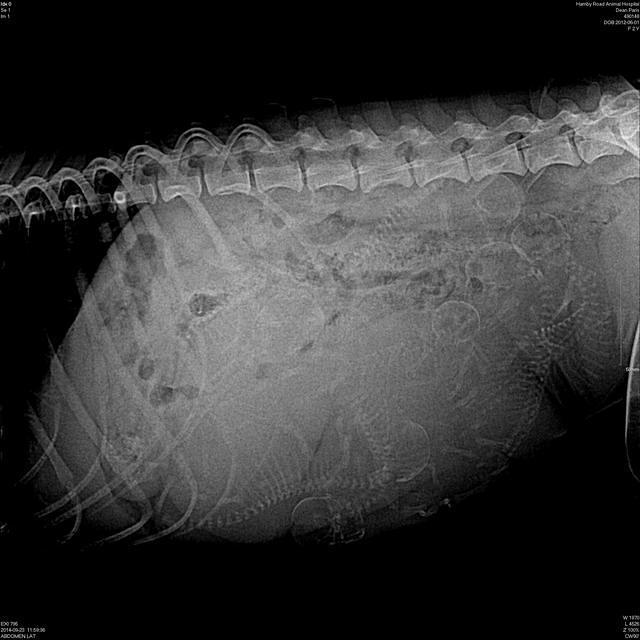 ParisDeanPregRads(1)