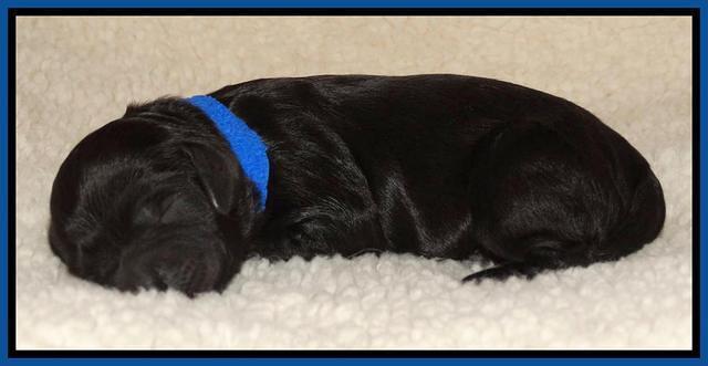 Paris Deacon newborn pups 11