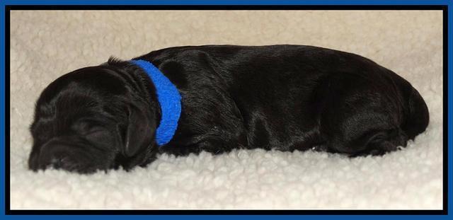 Paris Deacon newborn pups 21