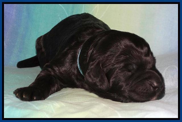 Paris Deacon pups 1 wk old 101