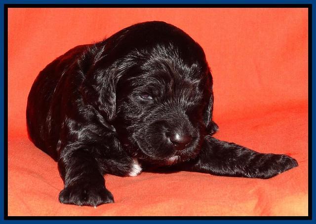 Paris Deacon pups 2 wks old 21