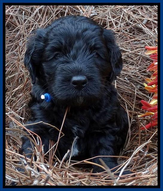 Paris Deacon pups 4 wks old 21