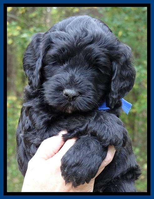Paris Deacon pups 5 wks old 1200