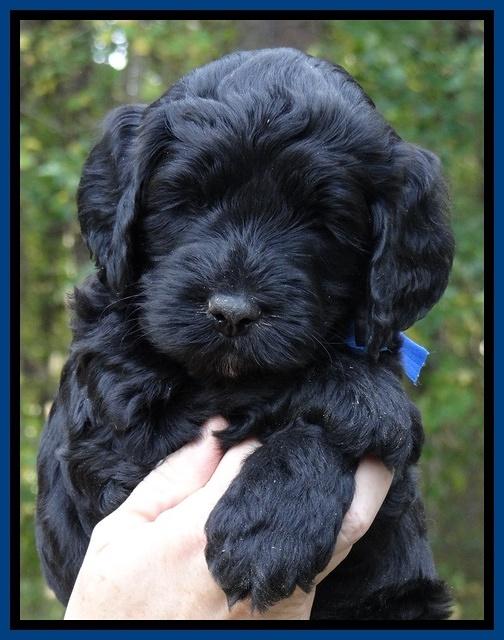 Paris Deacon pups 5 wks old 3200