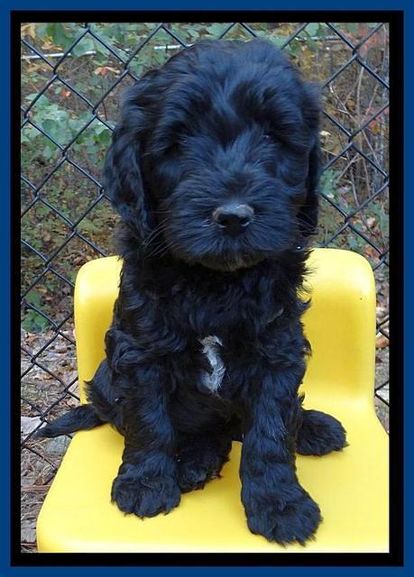 Paris Deacon pups 6 wks old 131