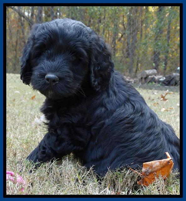 Paris Deacon pups 7 wks old 11
