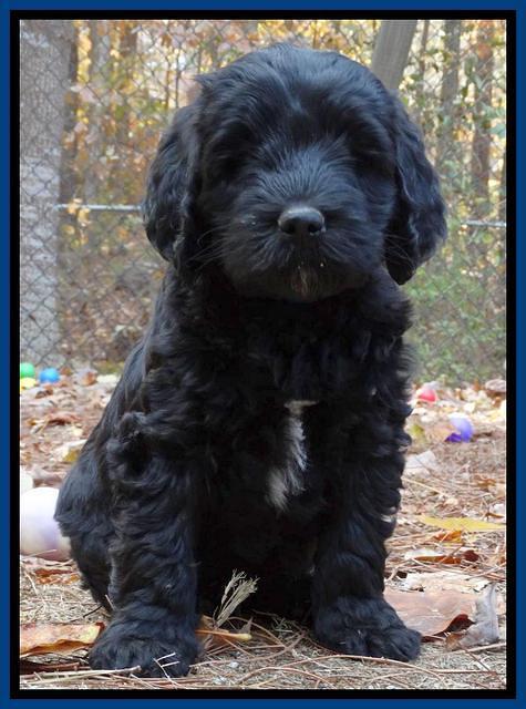 Paris Deacon pups 7 wks old 31