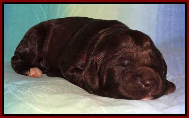 Paris Deacon pups 1 wk old 331