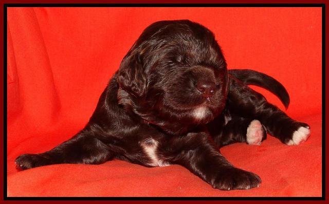 Paris Deacon pups 2 wks old 61