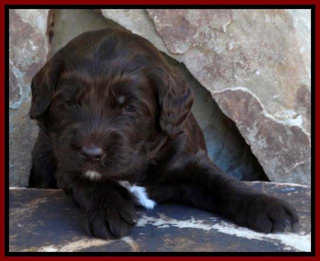 Paris Deacon pups 3 wks old 61
