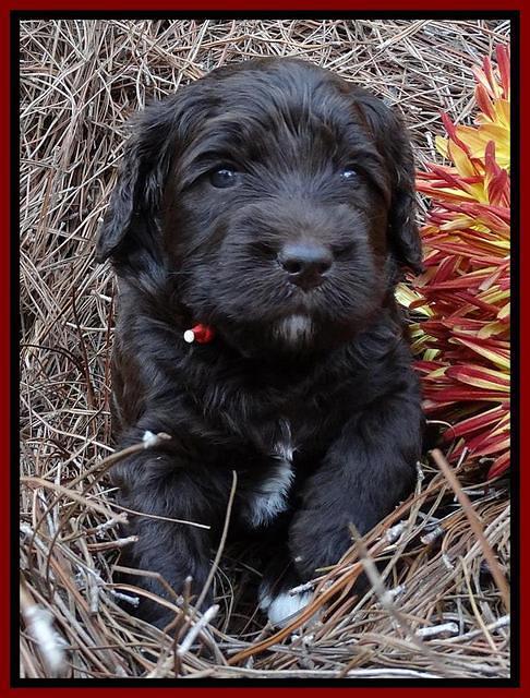 Paris Deacon pups 4 wks old 61