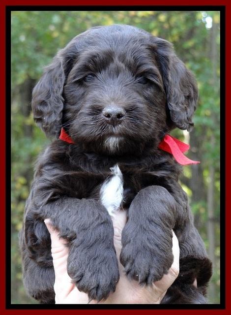 Paris Deacon pups 5 wks old 5200