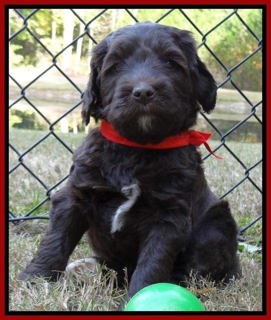 Paris Deacon pups 5 wks old 8200