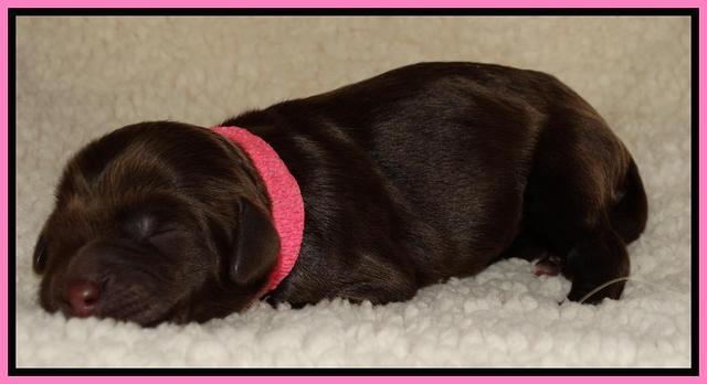 Paris Deacon newborn pups 71