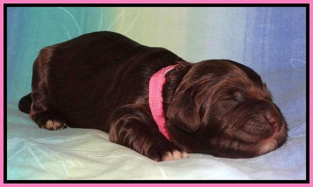 Paris Deacon pups 1 wk old 241