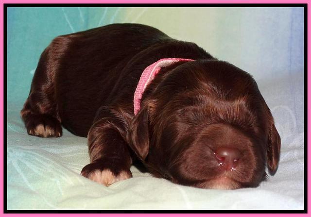 Paris Deacon pups 1 wk old 251
