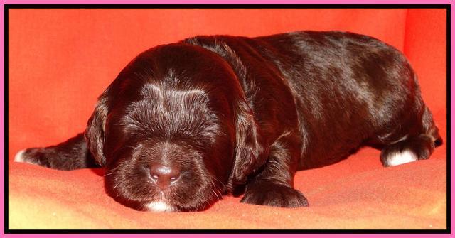 Paris Deacon pups 2 wks old 91