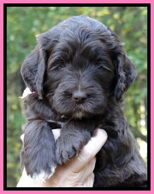 Paris Deacon pups 5 wks old 10200