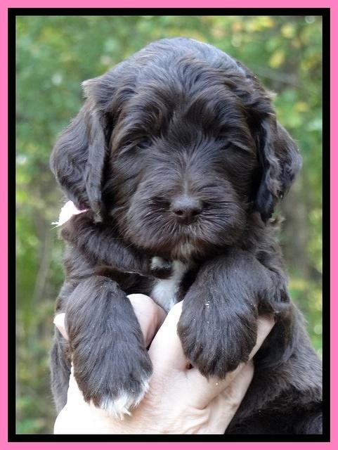 Paris Deacon pups 5 wks old 11200