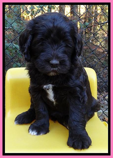 Paris Deacon pups 6 wks old 91