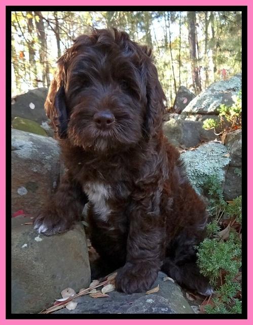 Paris Deacon pups 8 wks old 101