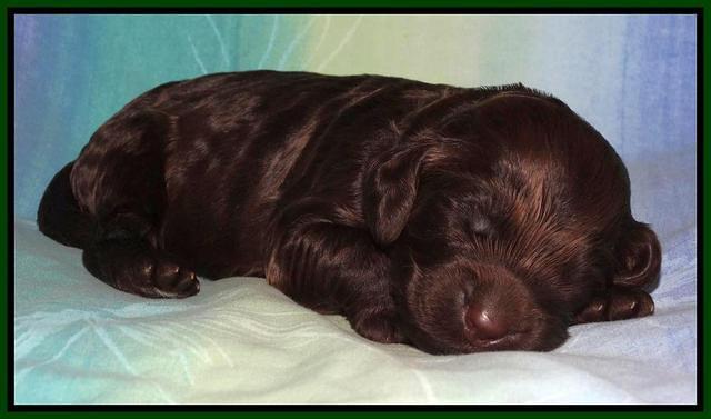 Paris Deacon pups 1 wk old 131