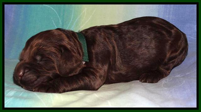 Paris Deacon pups 1 wk old 141