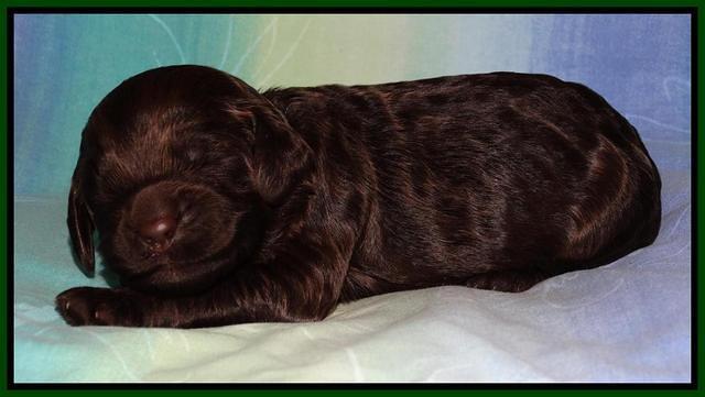 Paris Deacon pups 1 wk old 151