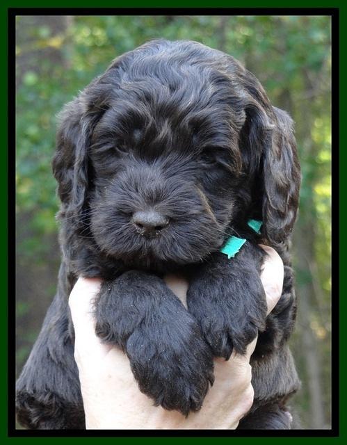 Paris Deacon pups 5 wks old 12003