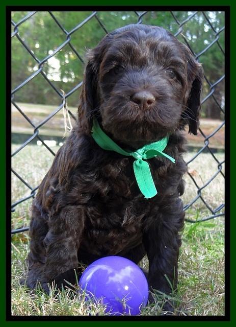 Paris Deacon pups 5 wks old 32003