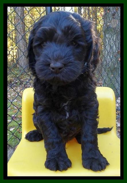 Paris Deacon pups 6 wks old 41