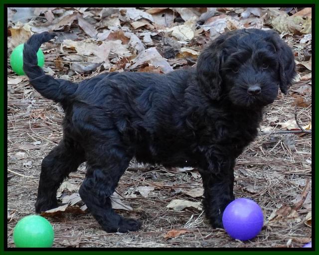 Paris Deacon pups 7 wks old 111
