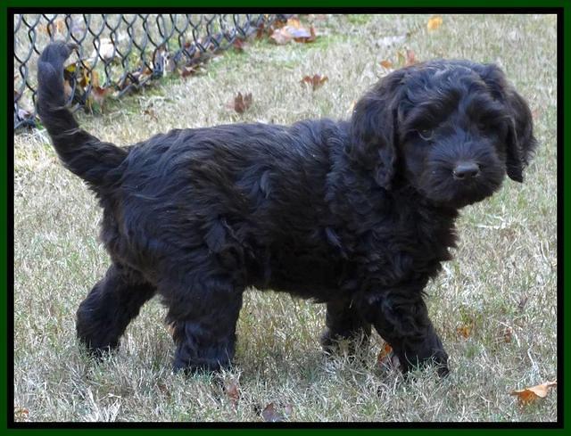 Paris Deacon pups 7 wks old 131